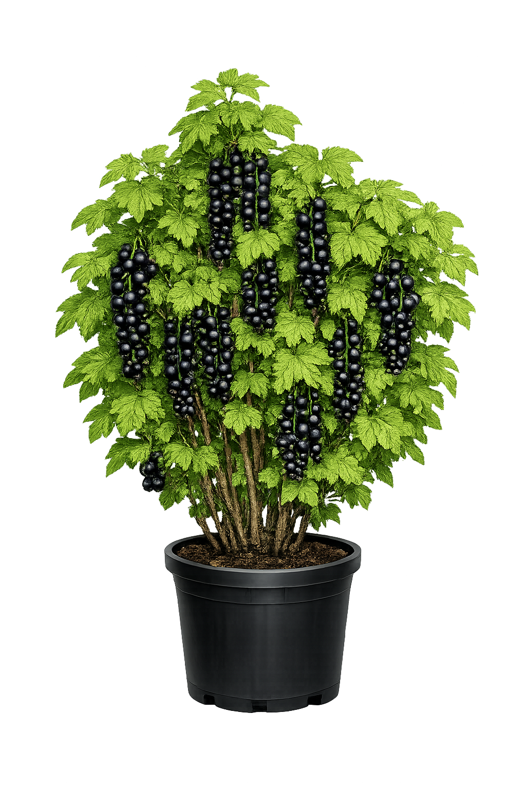 Смородина черная Голубка