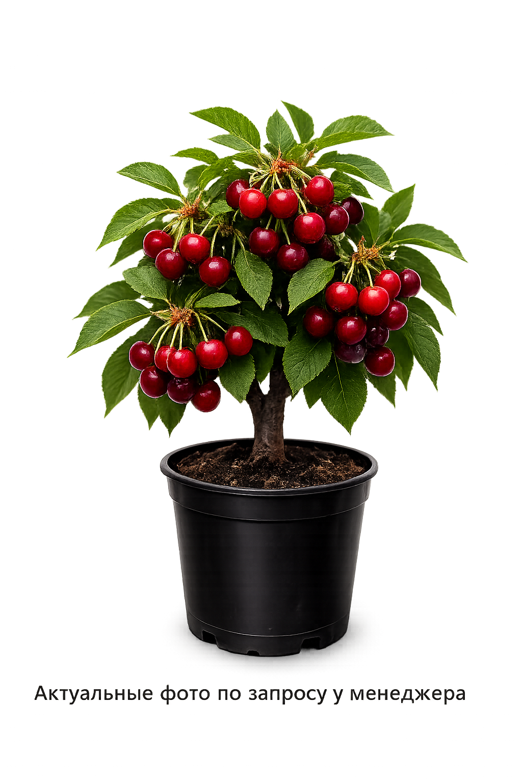 Черевишня (Дюк) Ходоса