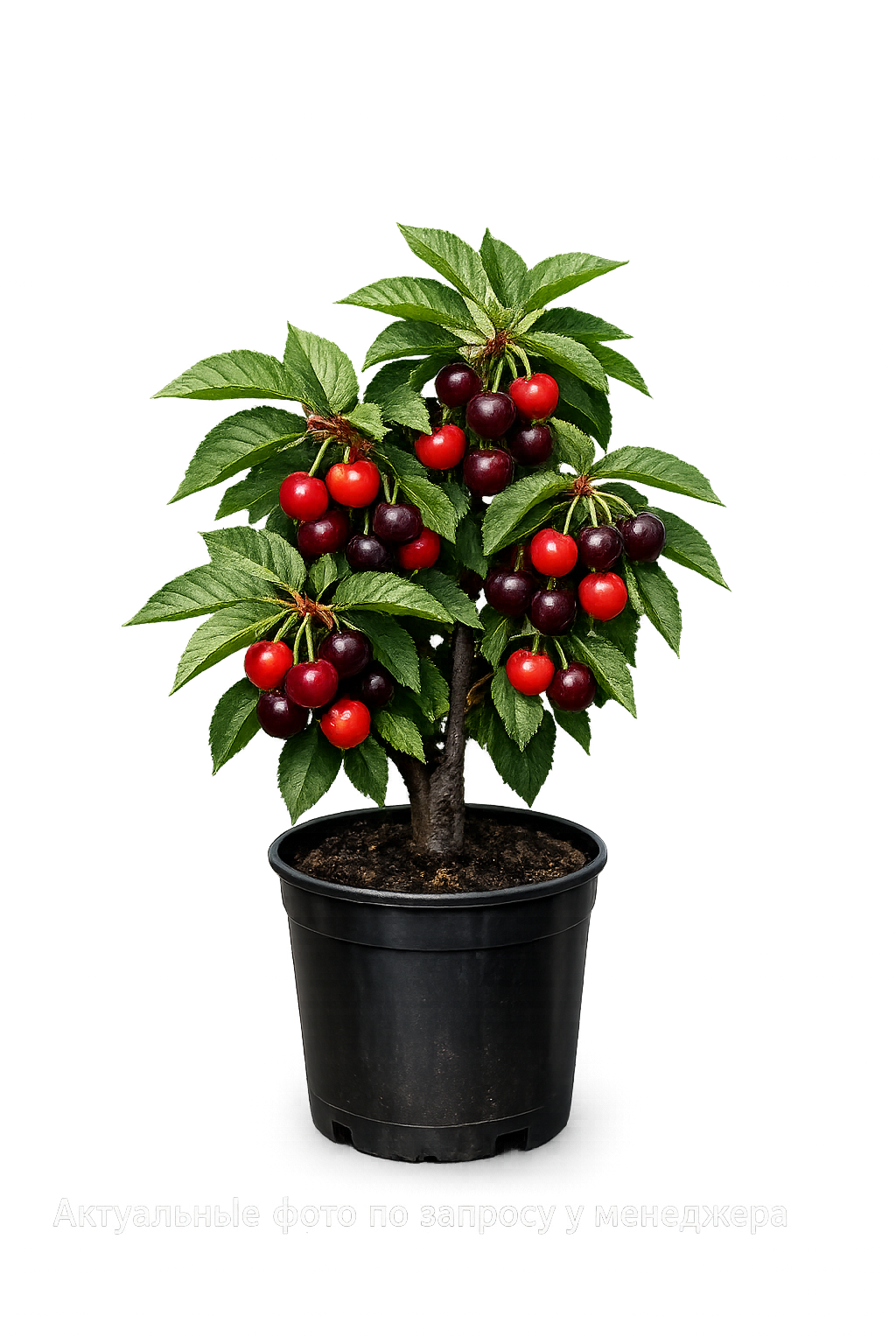 Черевишня (Дюк) Ночка