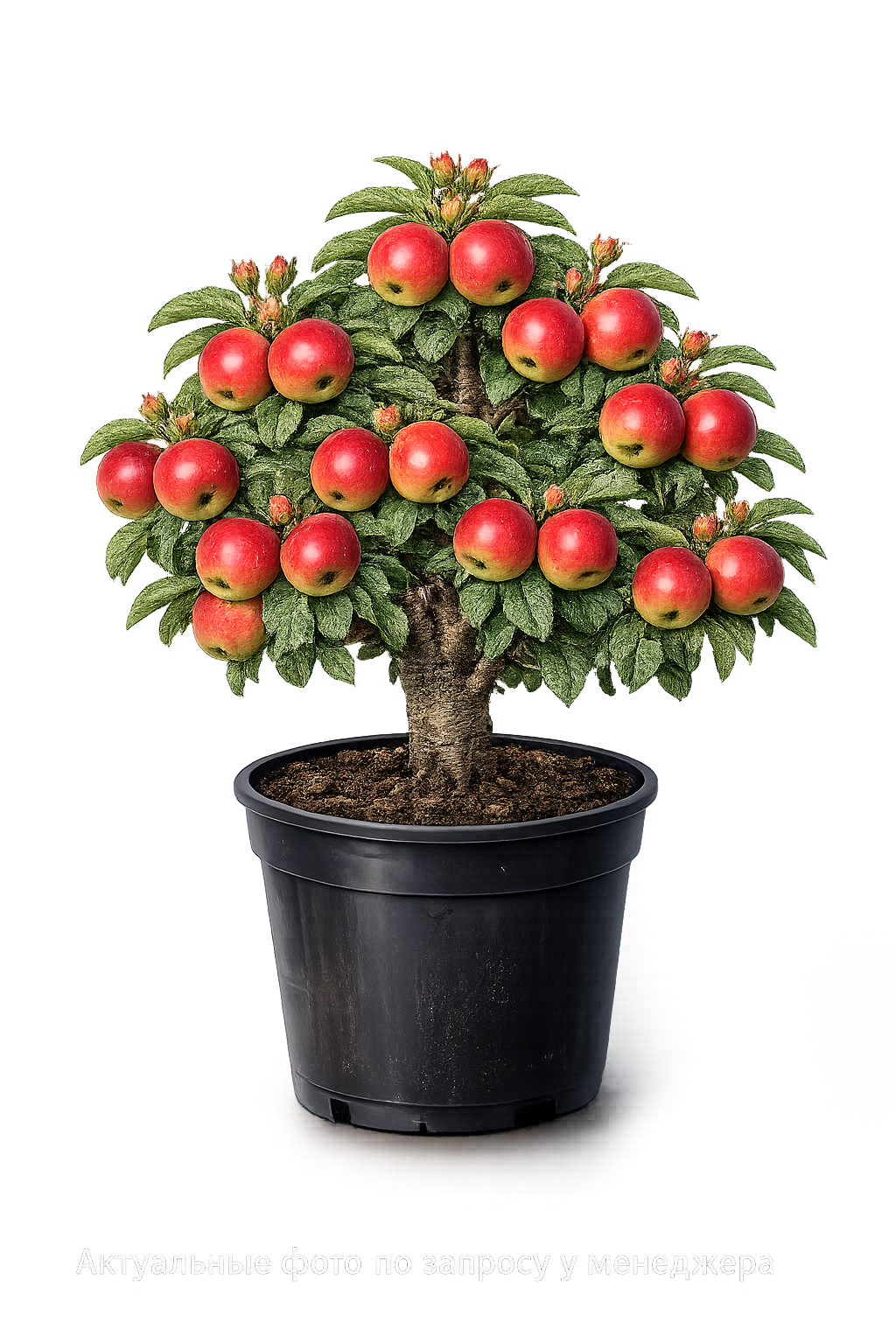 Яблоня Дарунок (полукарлик)