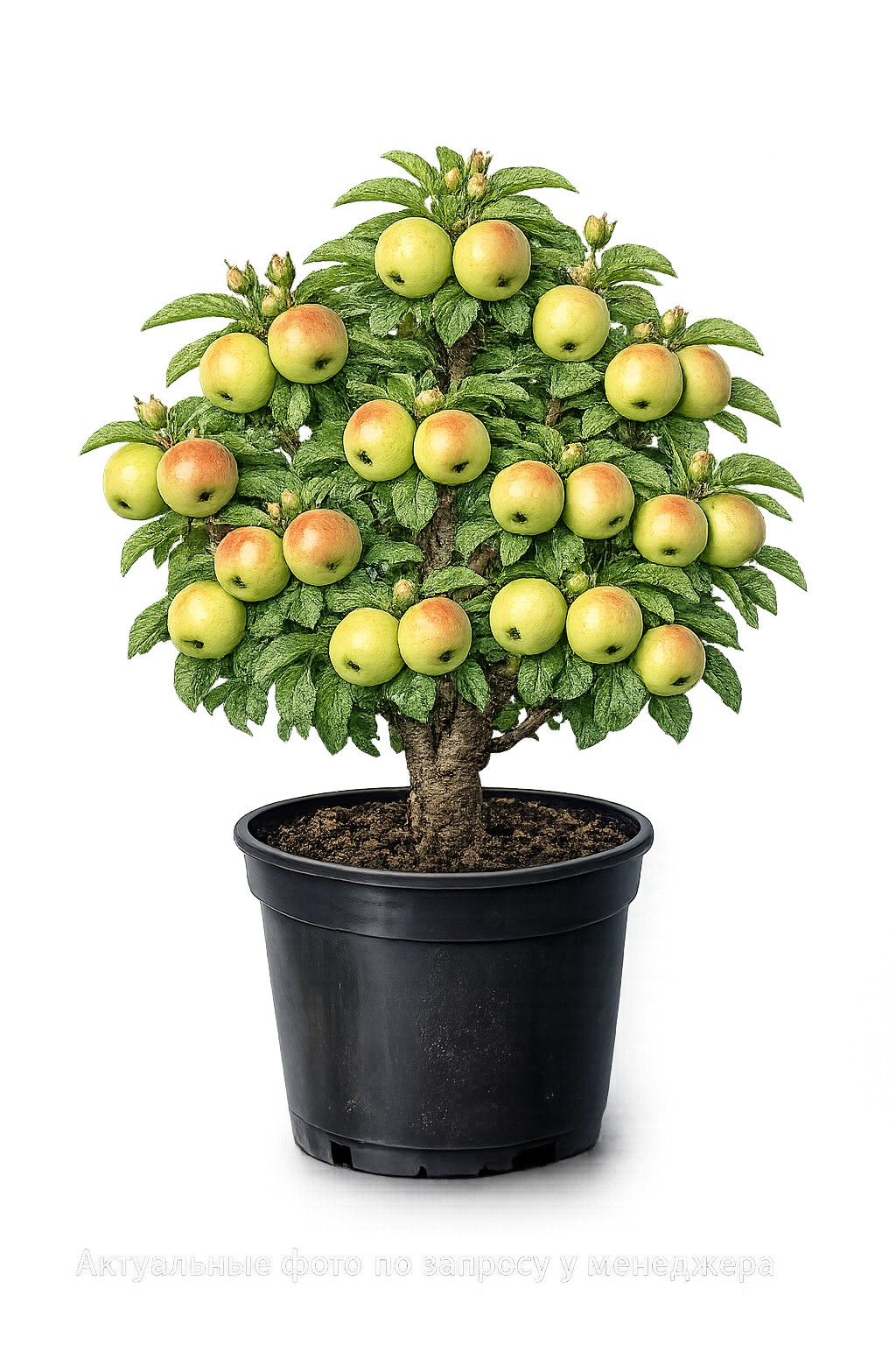 Яблоня Имрус