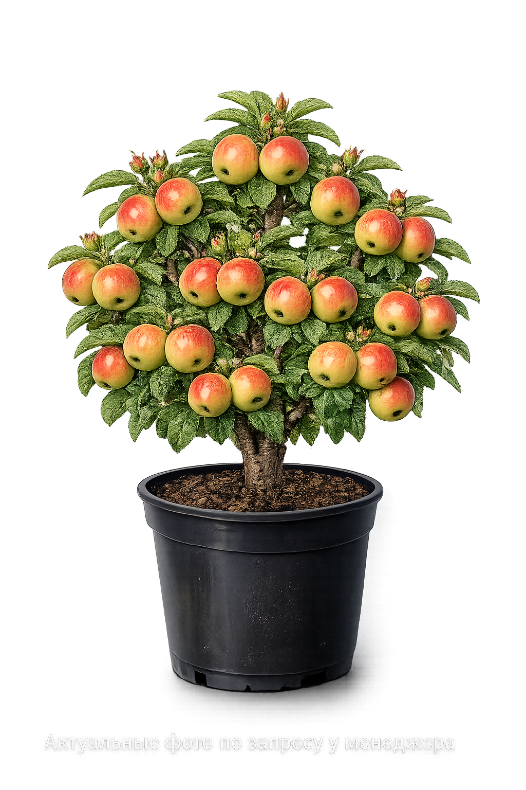 Яблоня Орловим