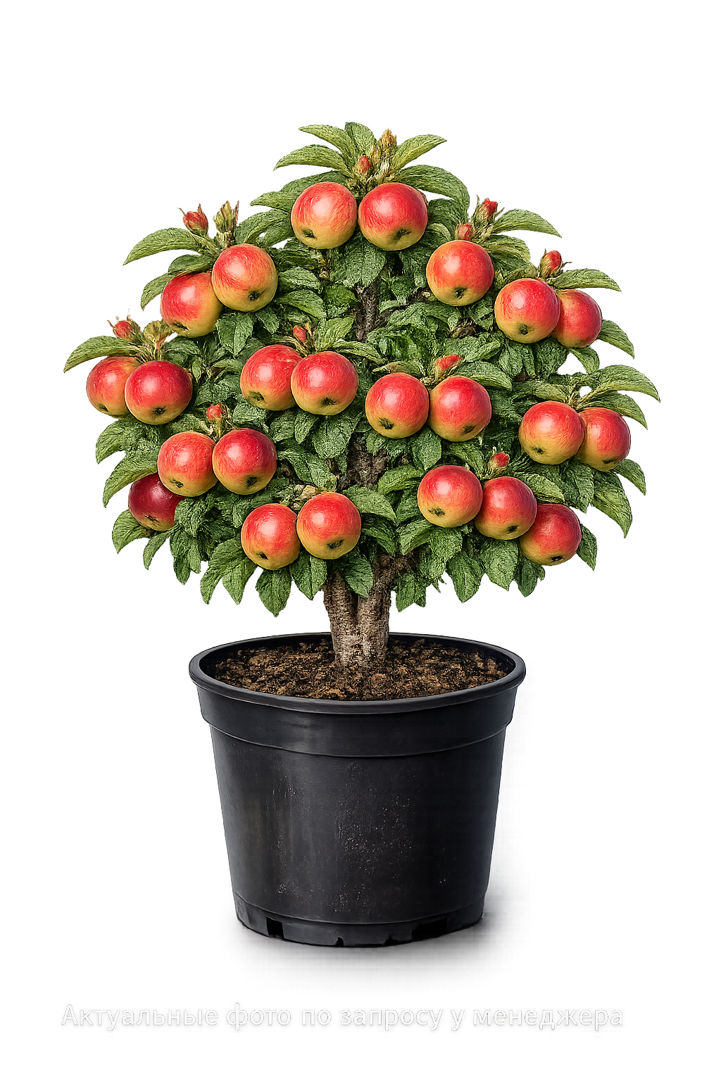 Яблоня Орловское полосатое