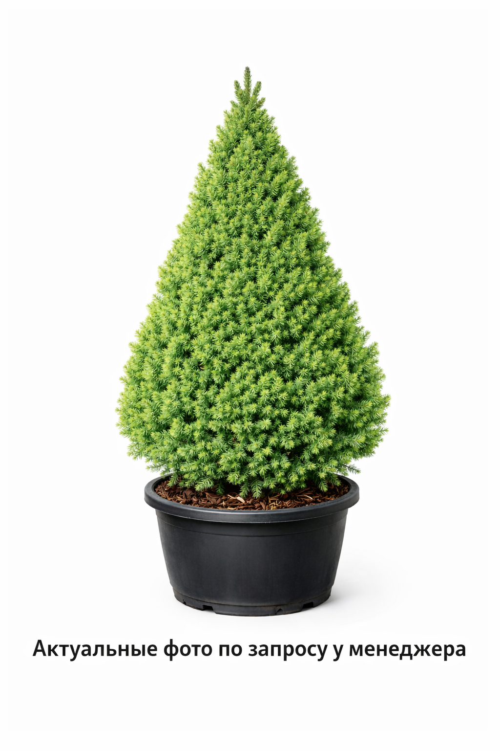 Ель канадская Коника