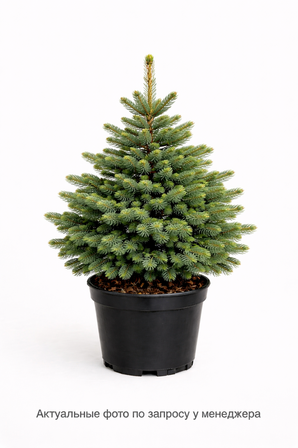 Ель сибирская