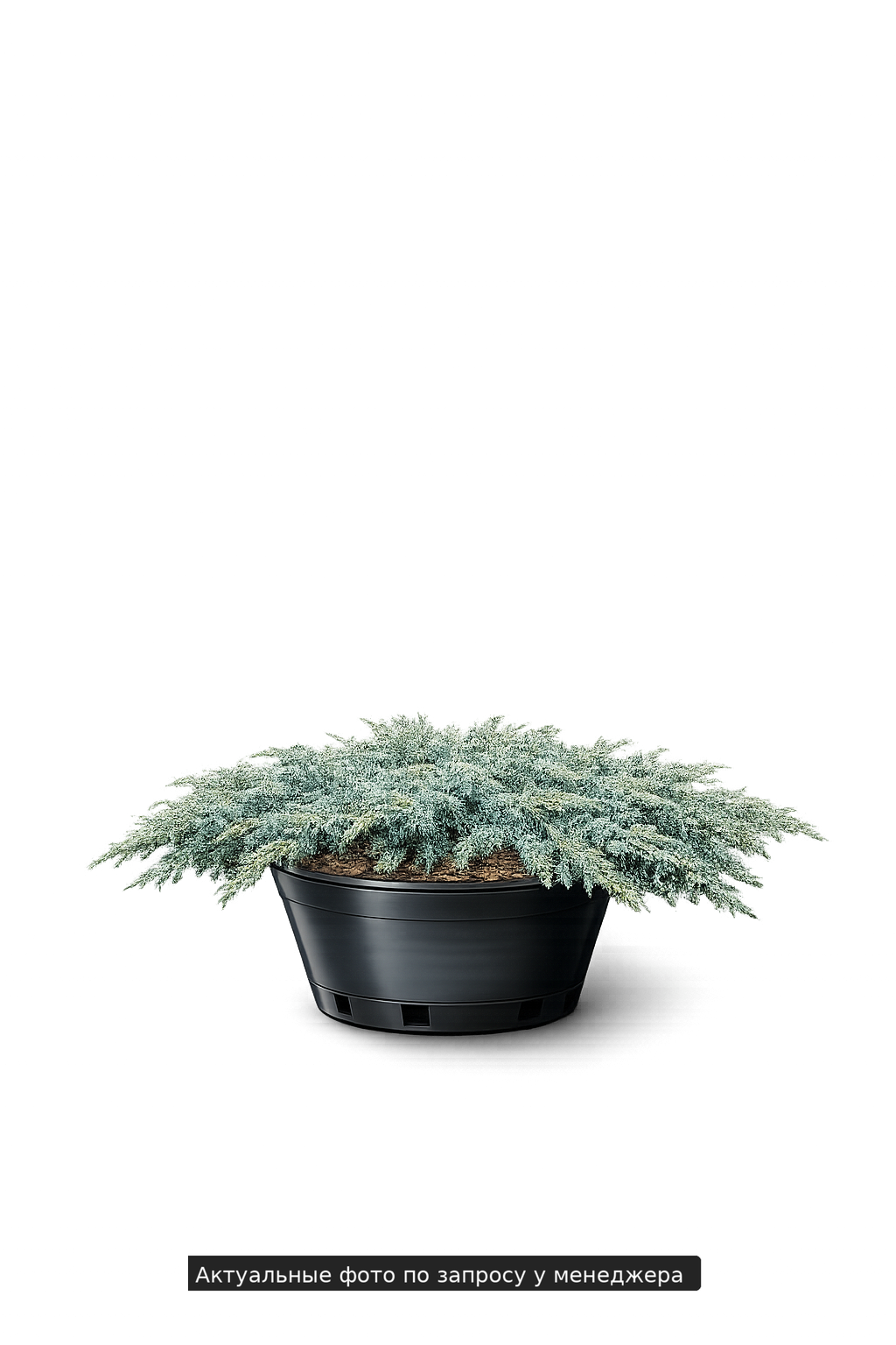 Можжевельник горизонтальный Агнешка