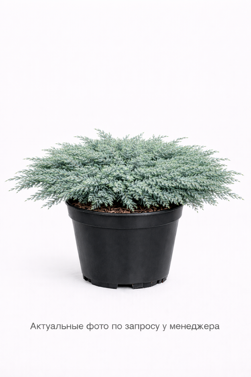 Можжевельник горизонтальный Вилтони