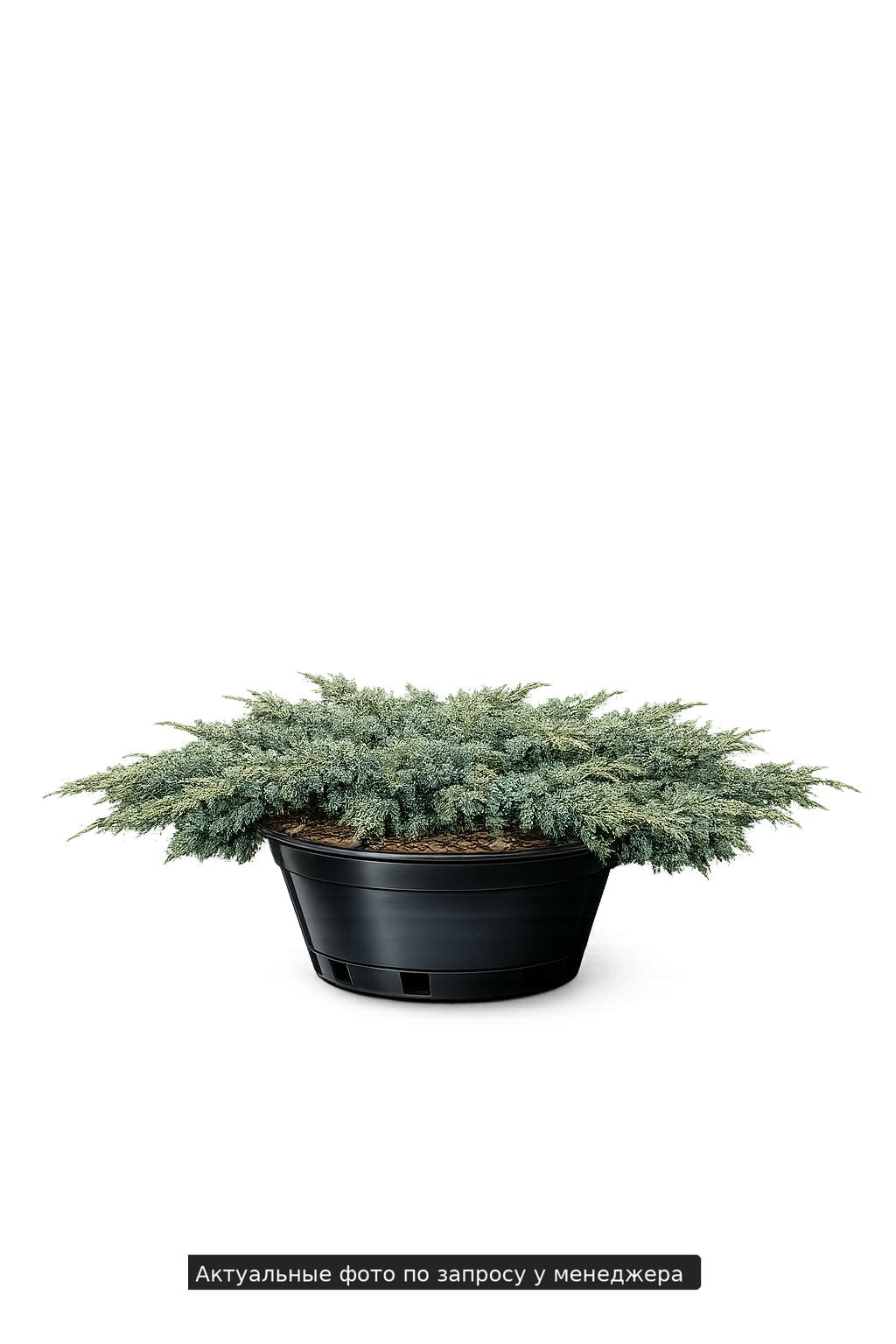 Можжевельник казацкий Аркадия