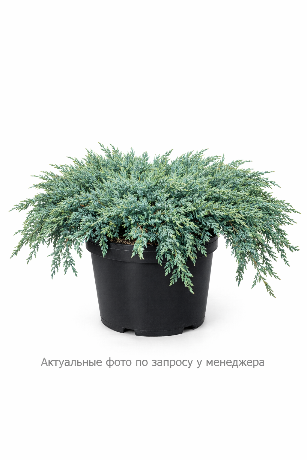 Можжевельник казацкий Блю Данау