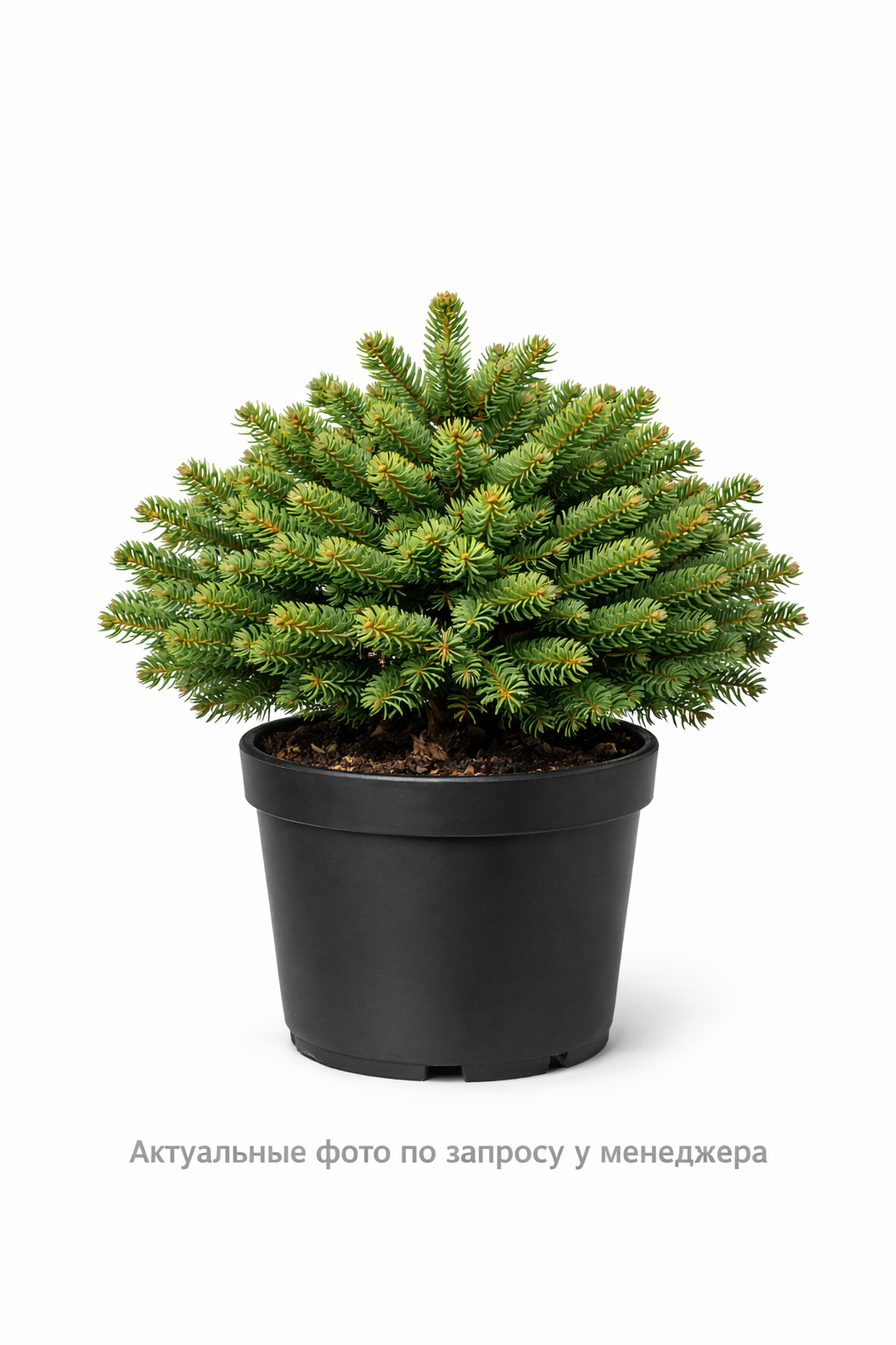 Пихта бальзамическая Нана