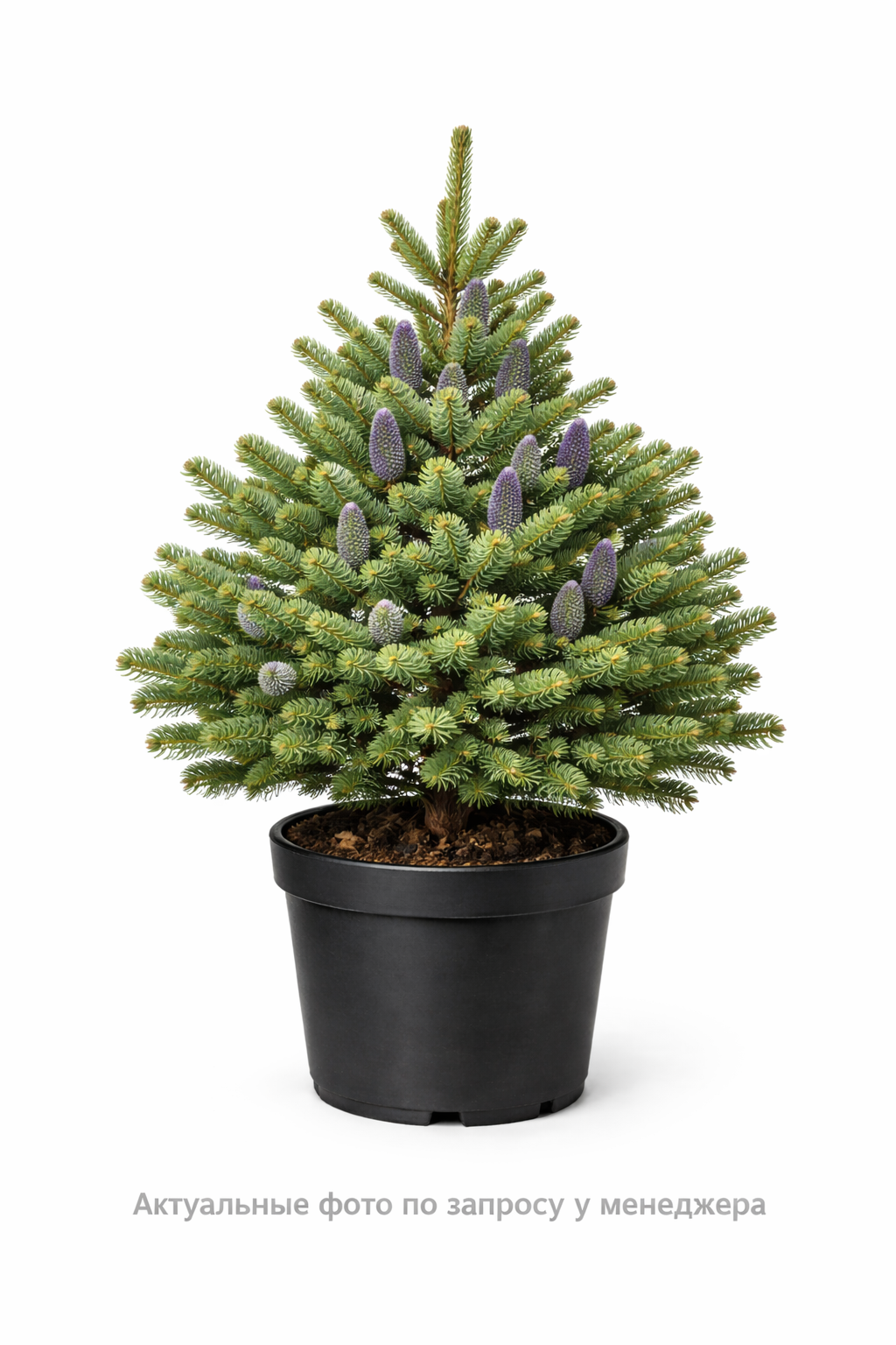 Пихта корейская