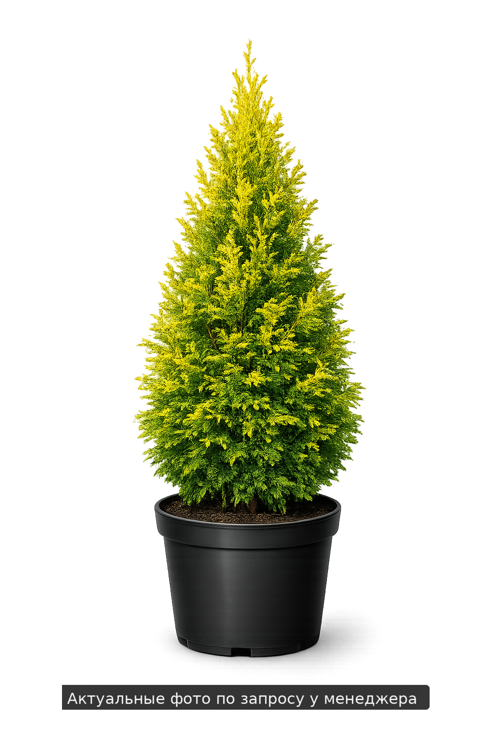 Туя западная Ауреоспиката