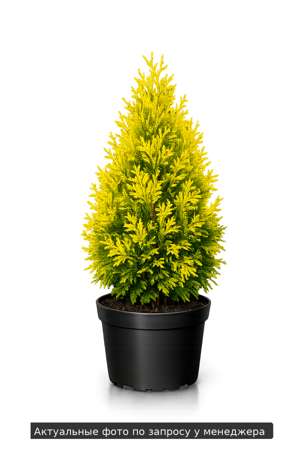 Туя западная Еллоу Риббон