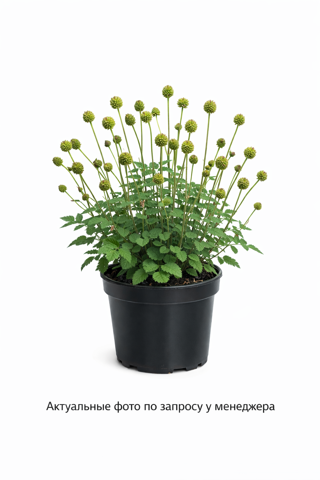 Кровохлебка