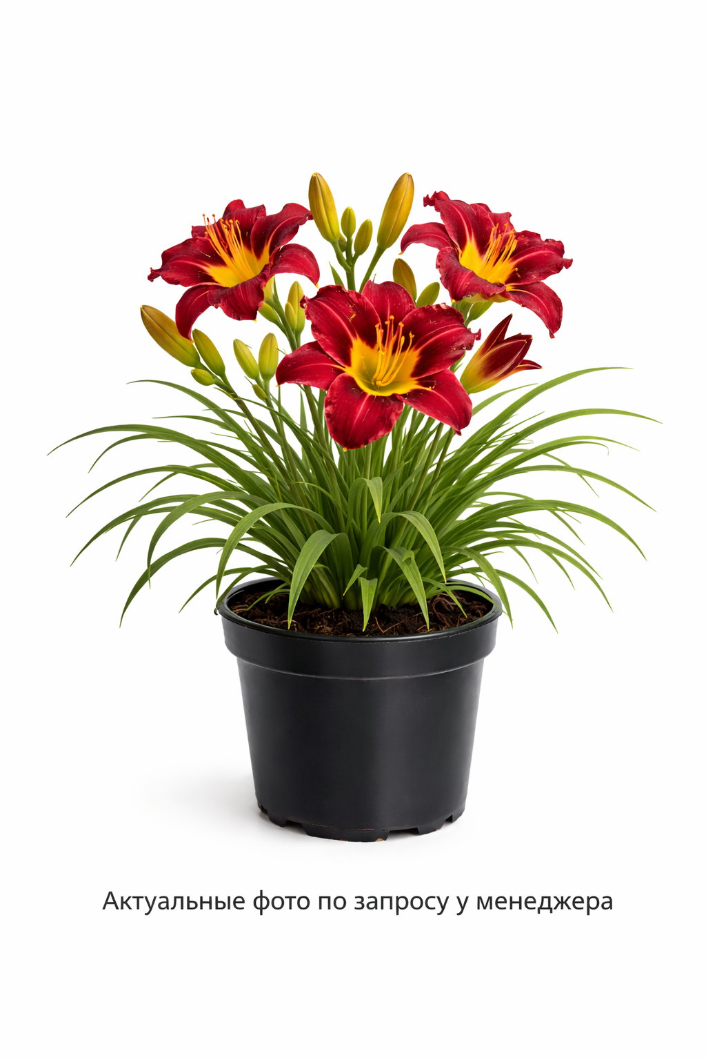 Лилейник Эль Десперадо