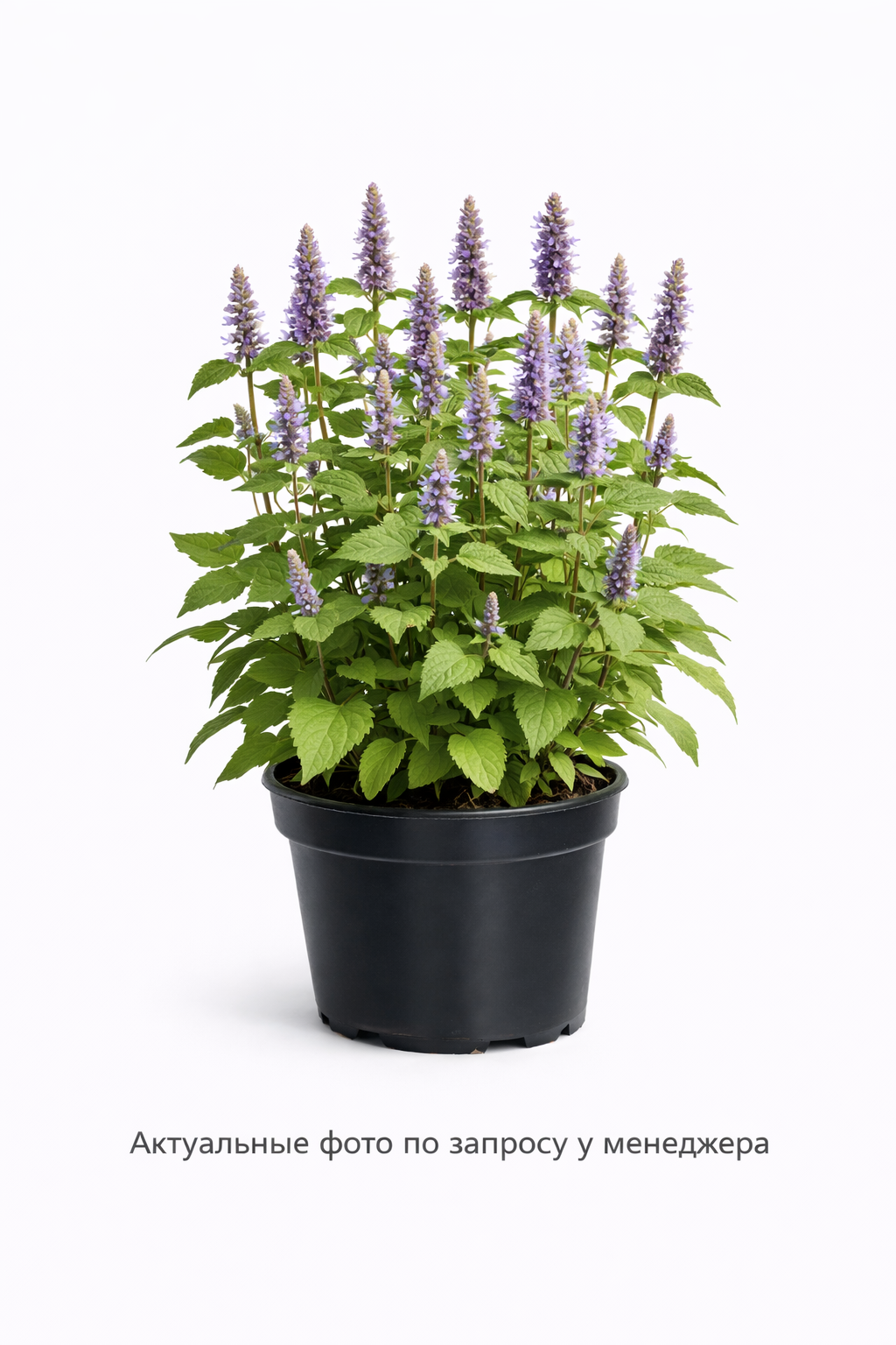 Лофант тибетский