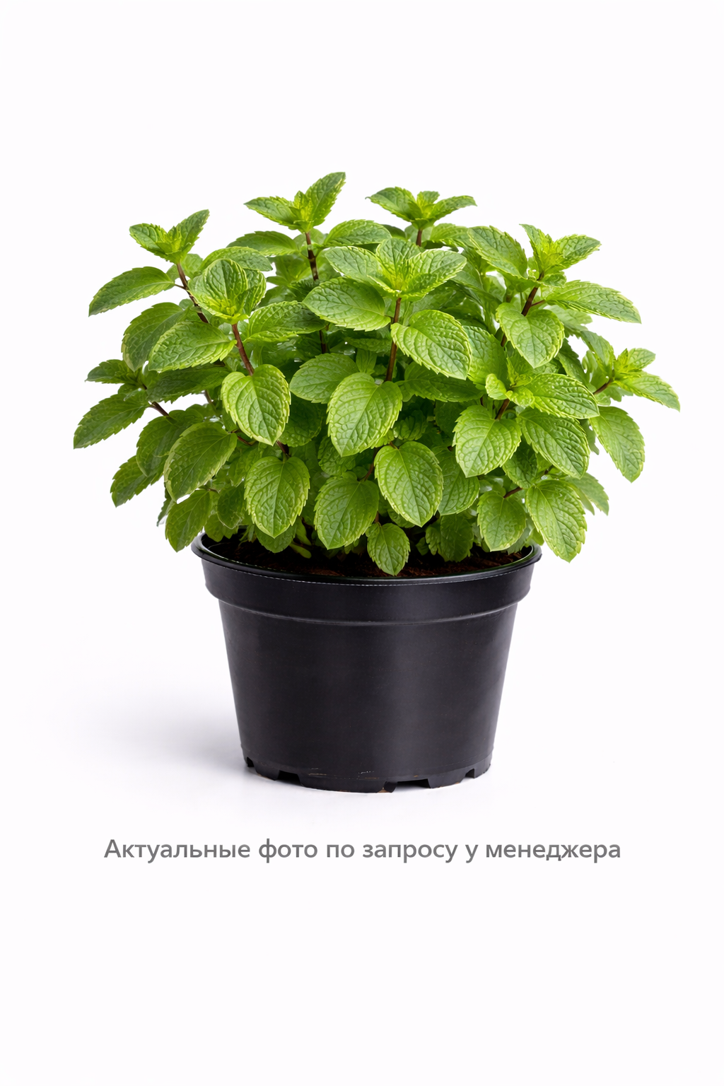 Мята перечная