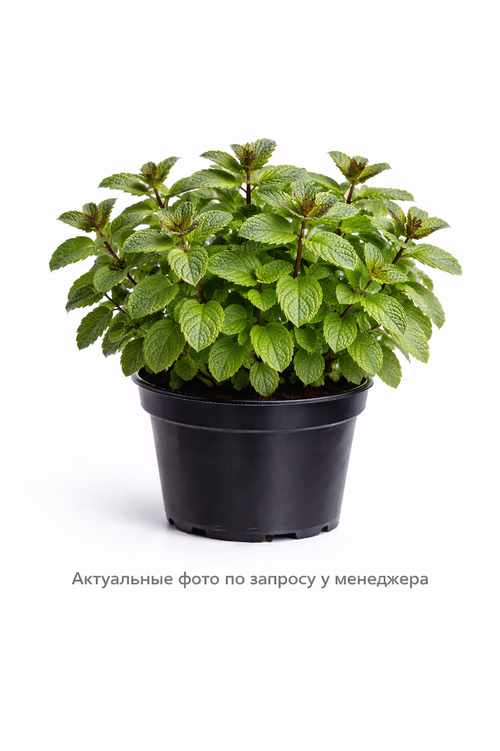 Мята перечная Шоколад