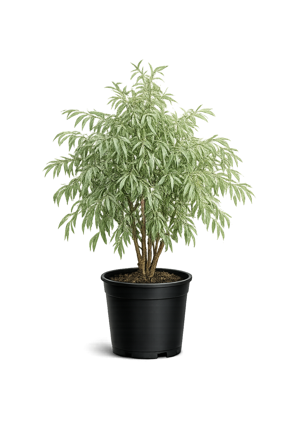 Ива белая серебристая