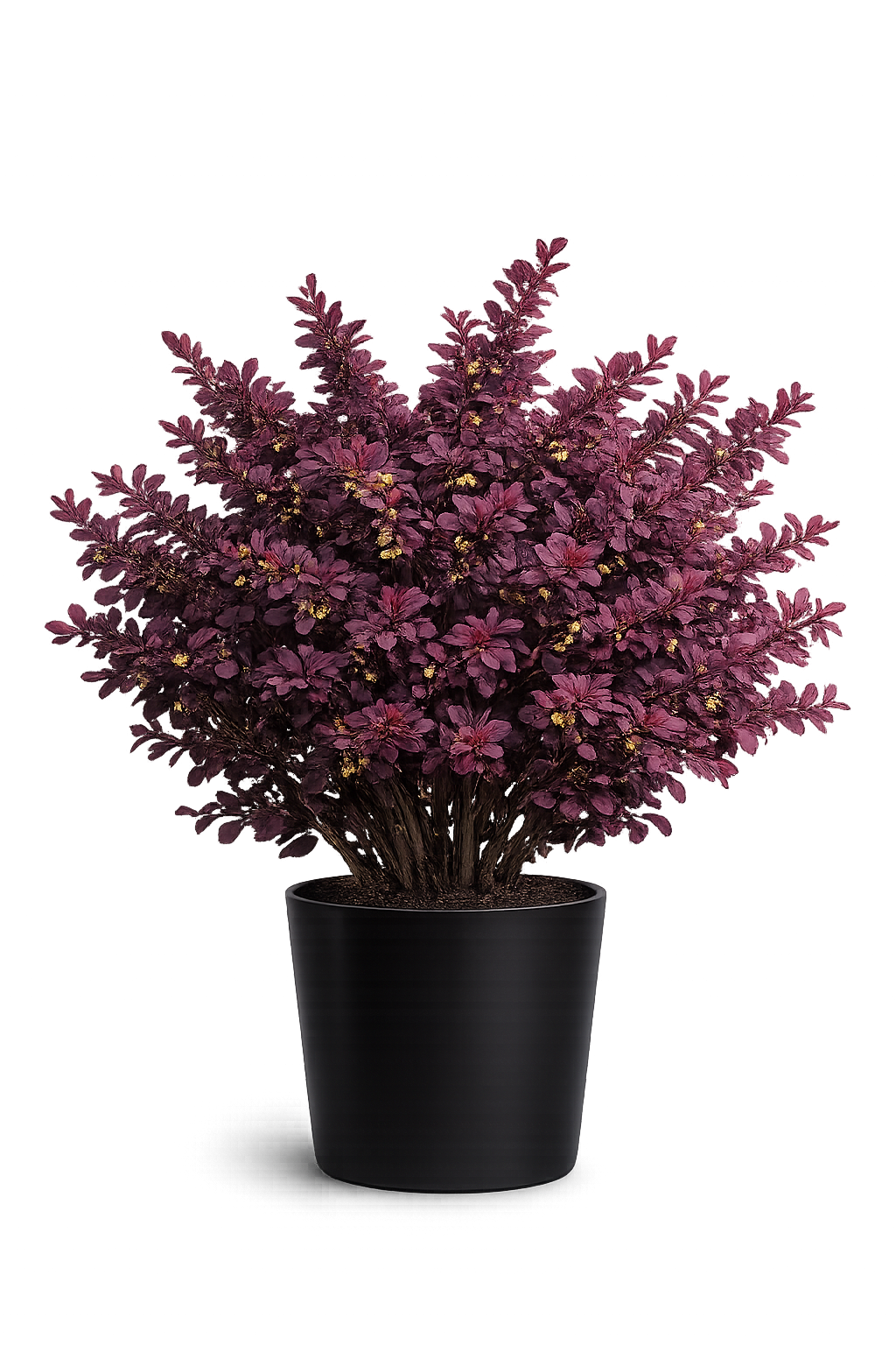 Барбарис Тунберга Атропурпуреа