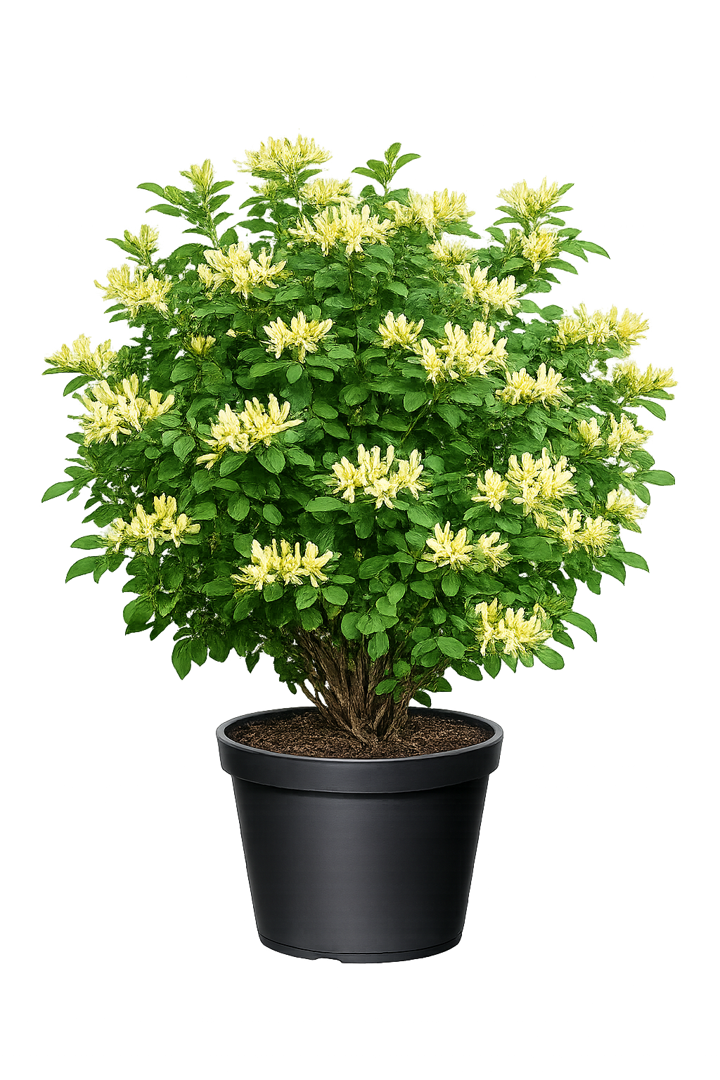 Жимолость обыкновенная