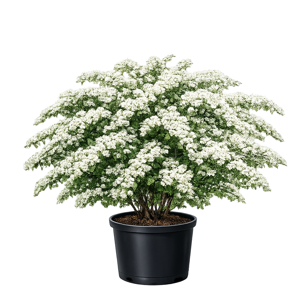 Спирея Вангутта, Spiraea х