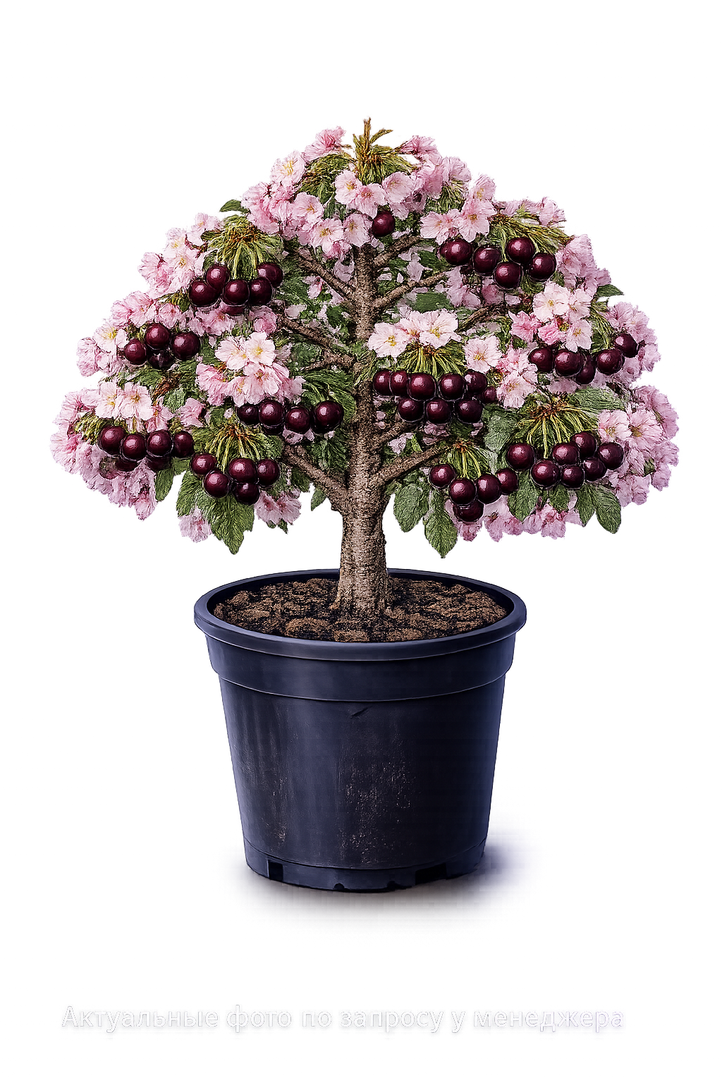 Вишня декоративная