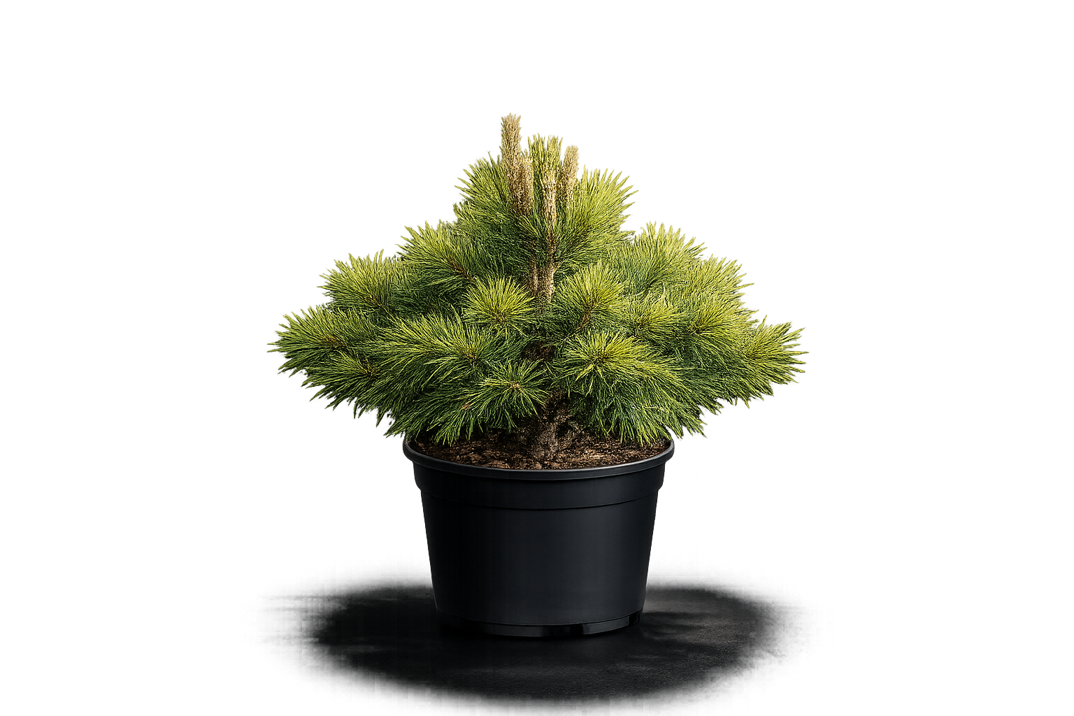 Сосна желтая