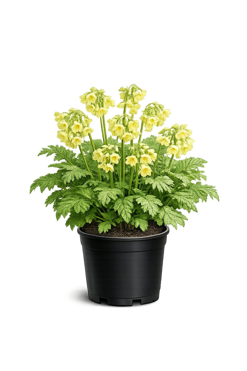 Примула лесная