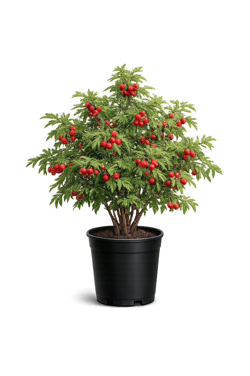 Боярышник перистонадрезанный