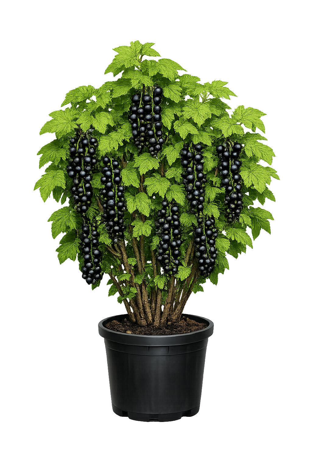 Смородина черная Изумрудное ожерелье