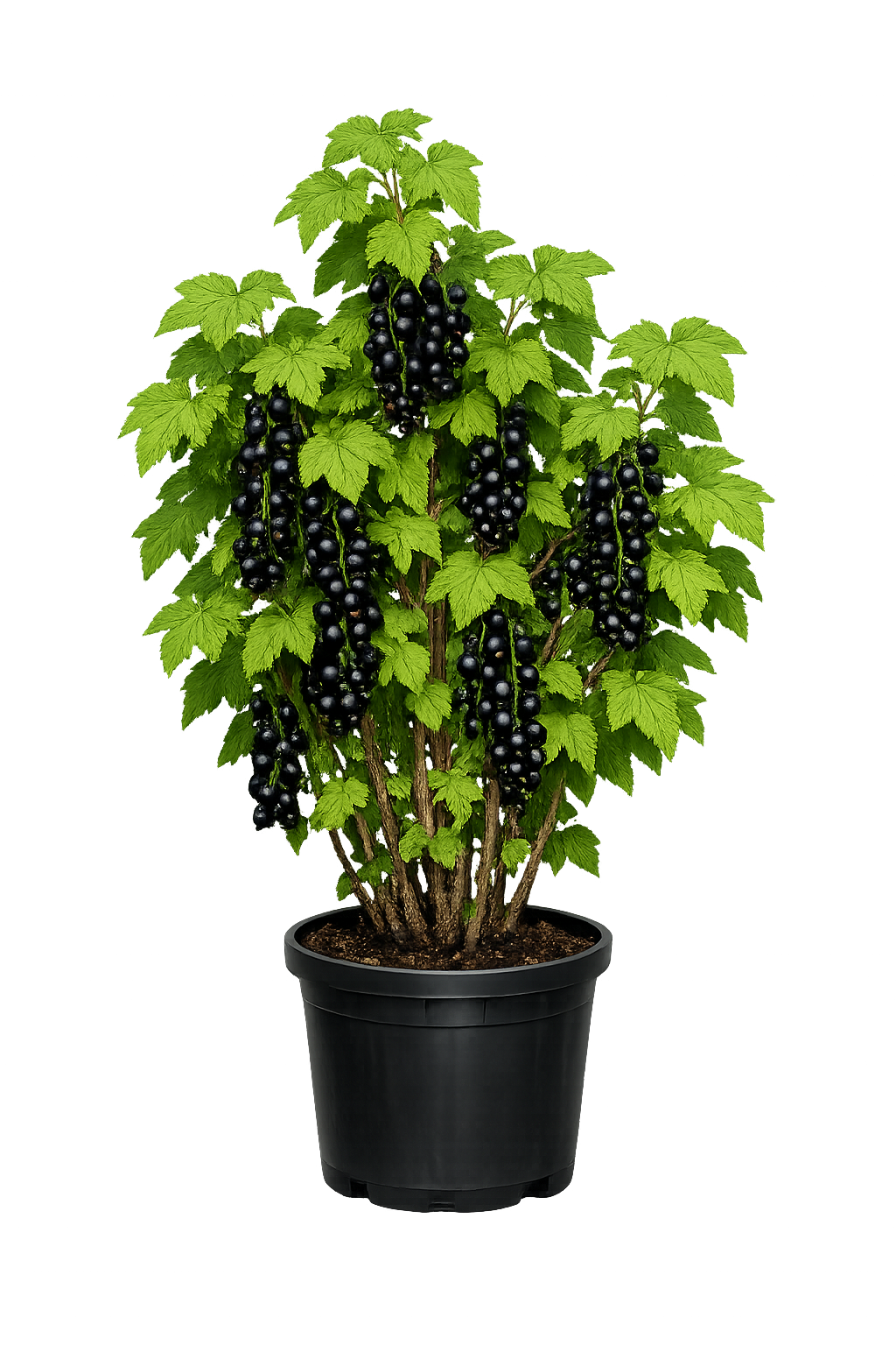 Смородина черная Июньская