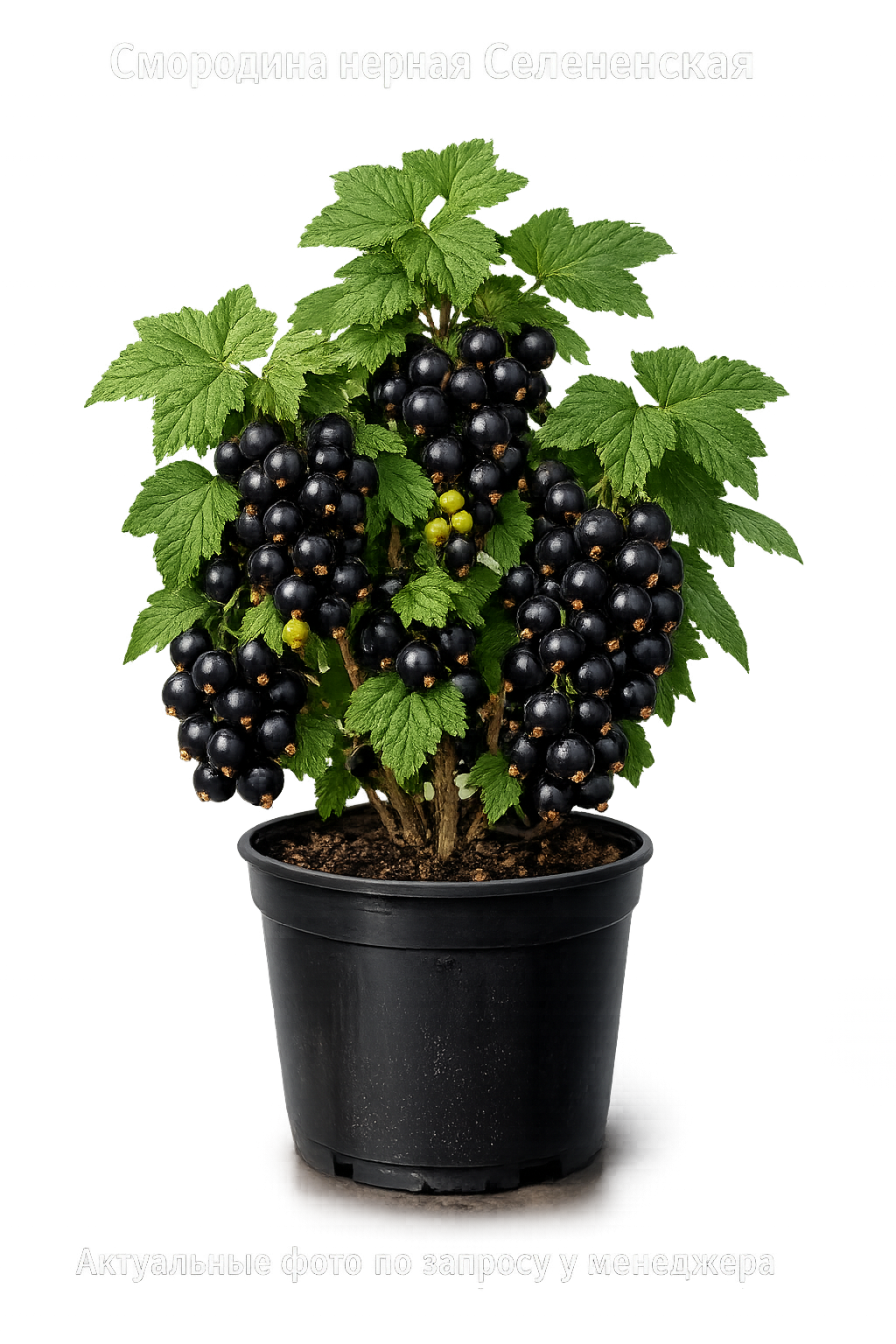 Смородина черная Селеченская