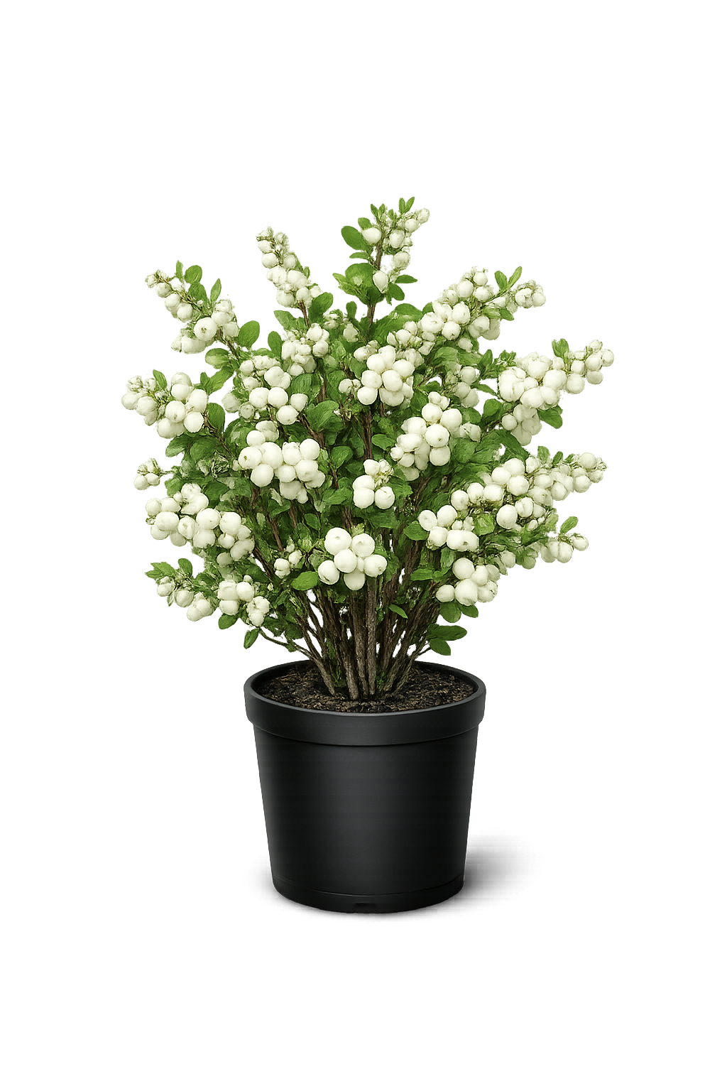 Снежнеягодник белый