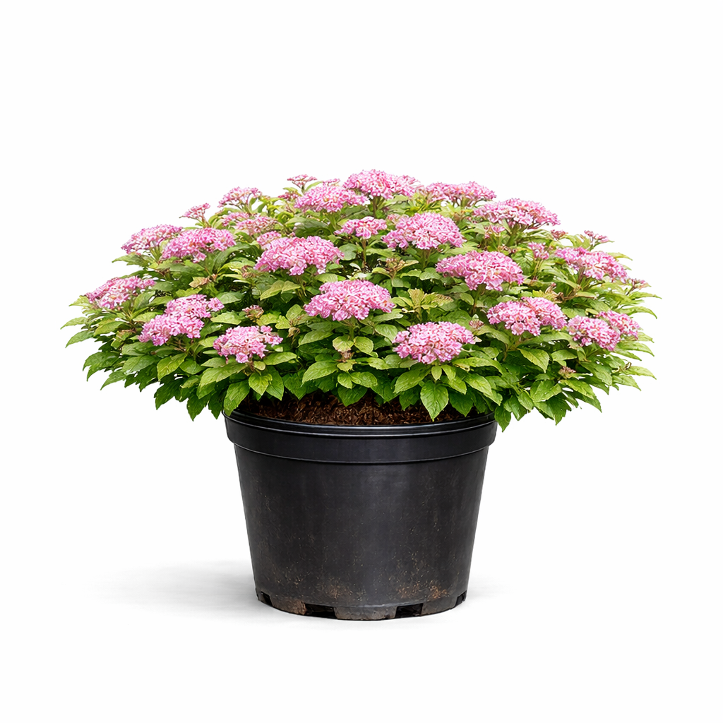 Спирея японская Литл Принцесс