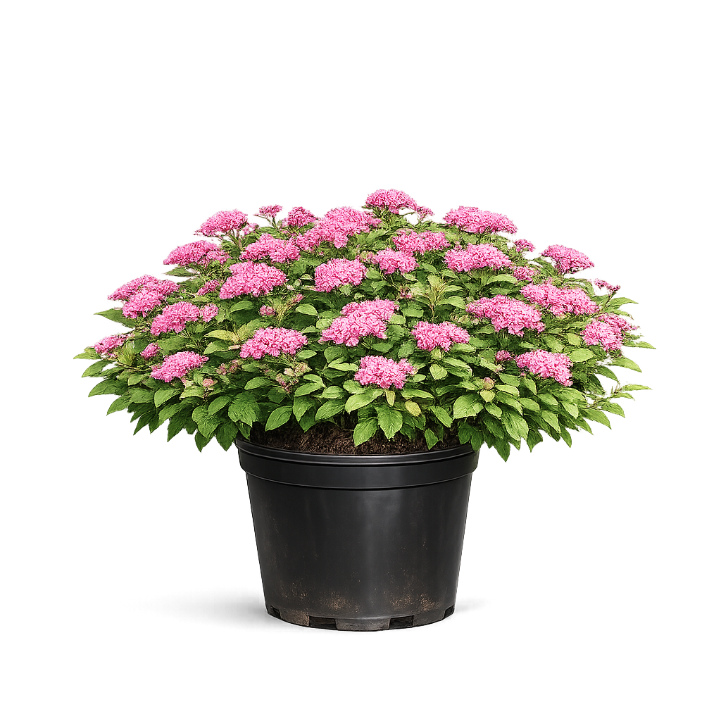 Спирея японская Манон