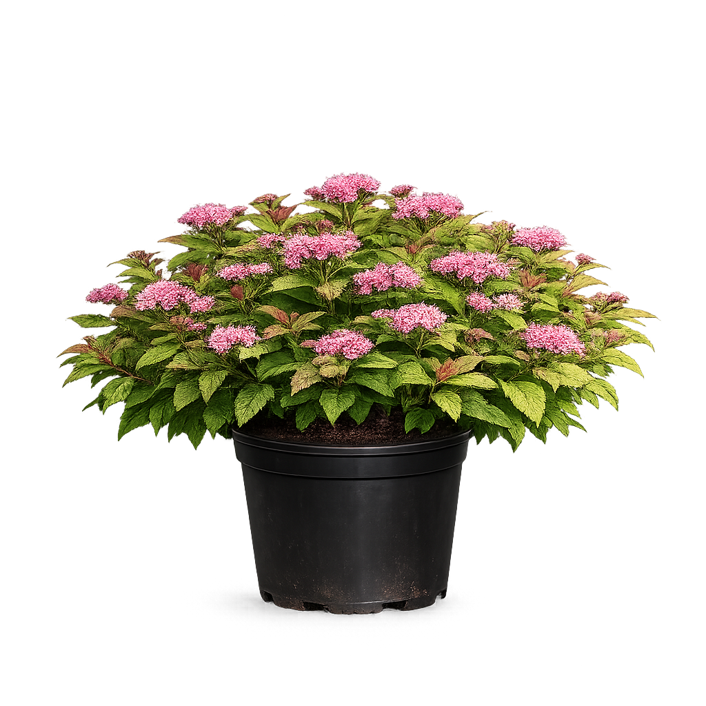 Спирея японская Макрофилла