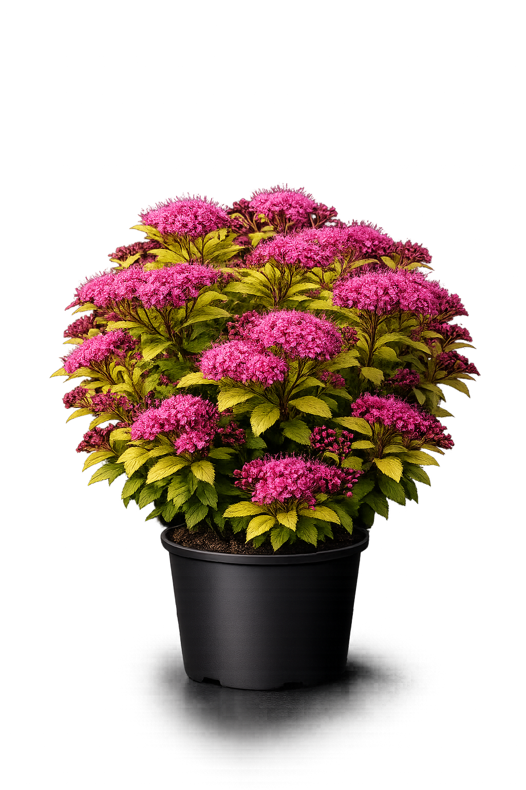 Спирея японская Оденсала