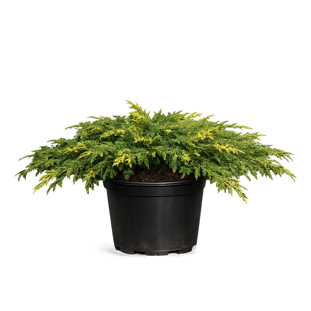 Микробиота перекрестнопарная Голдспот