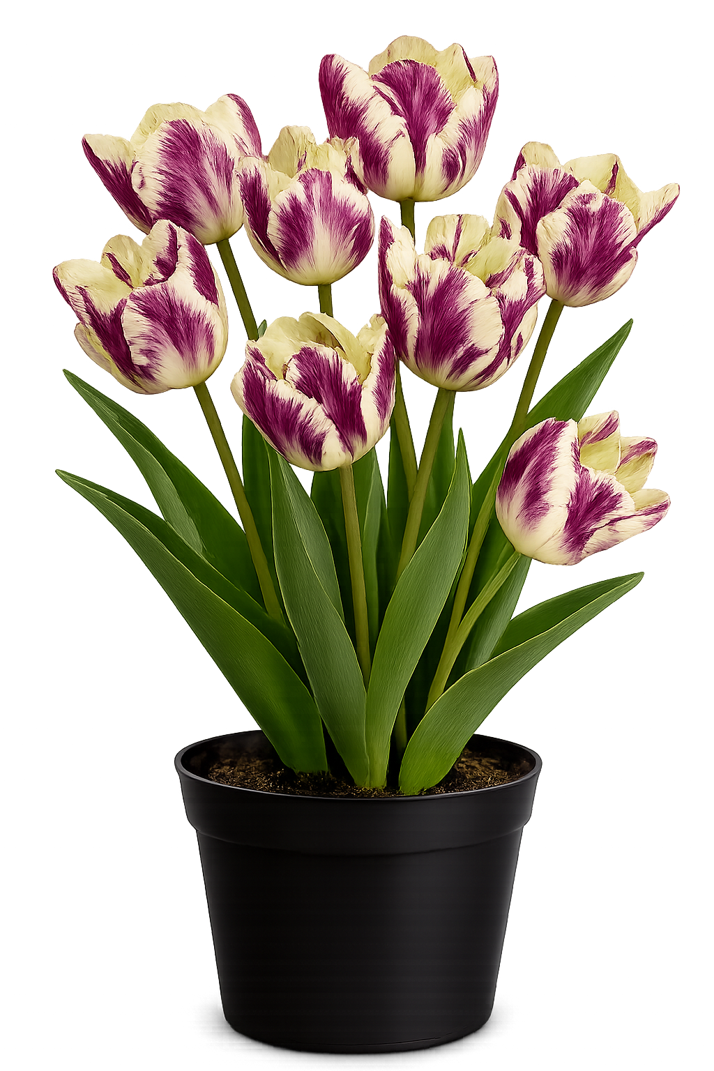 Тюльпан "Карнавал де Найс"