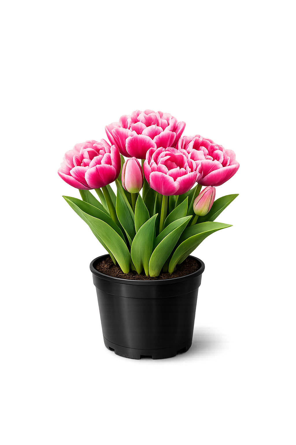 Тюльпан "Эстатик"