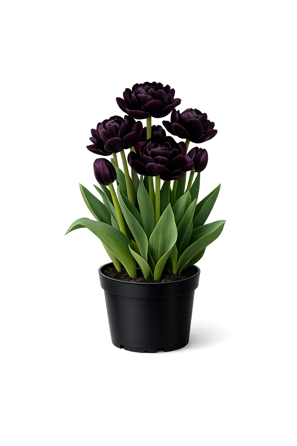 Тюльпан "Блэк Херроу"