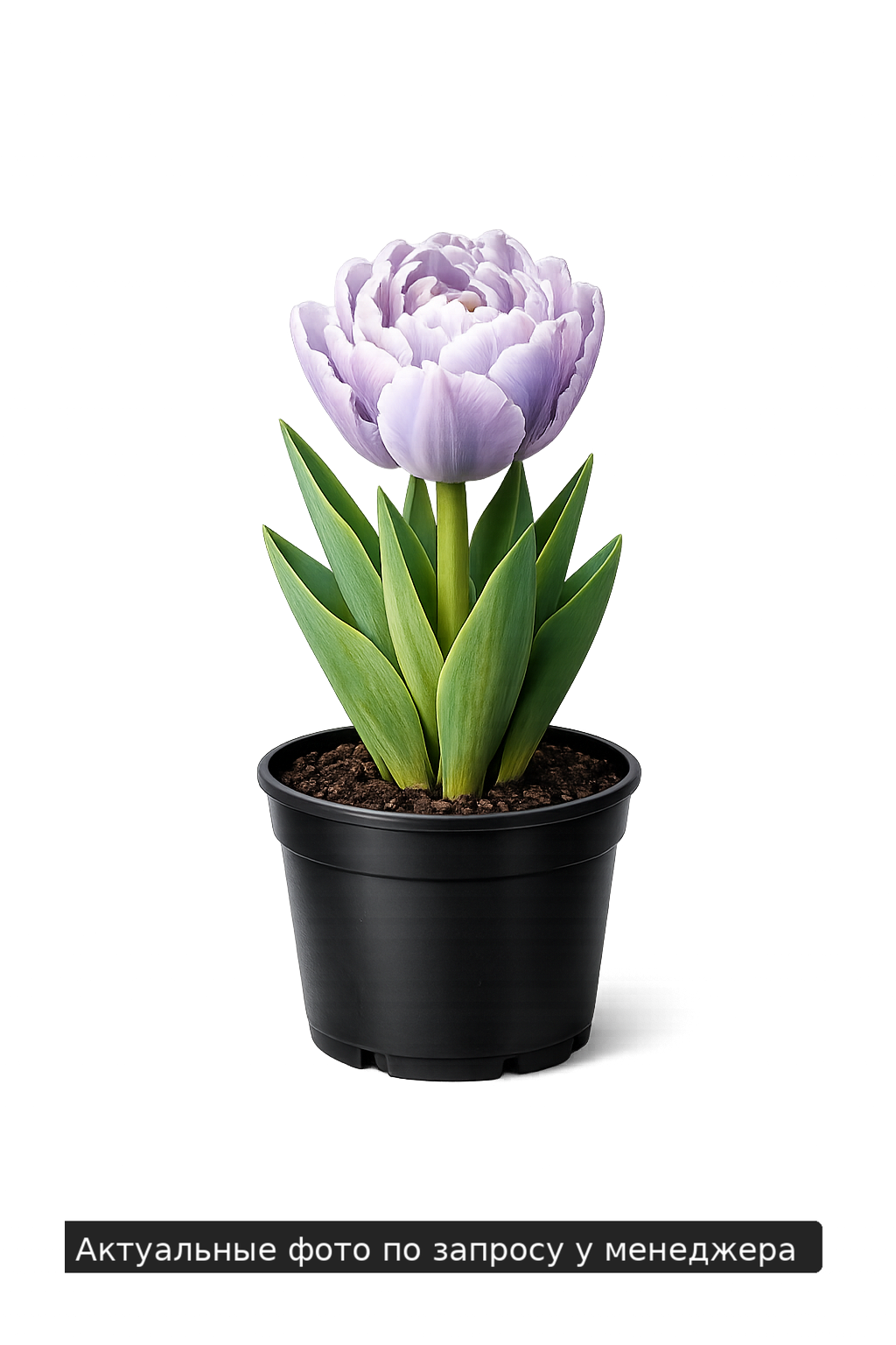 Тюльпан "Ле Лаванду"