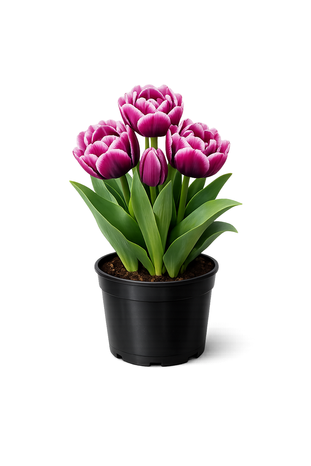 Тюльпан "Дрим Тач"