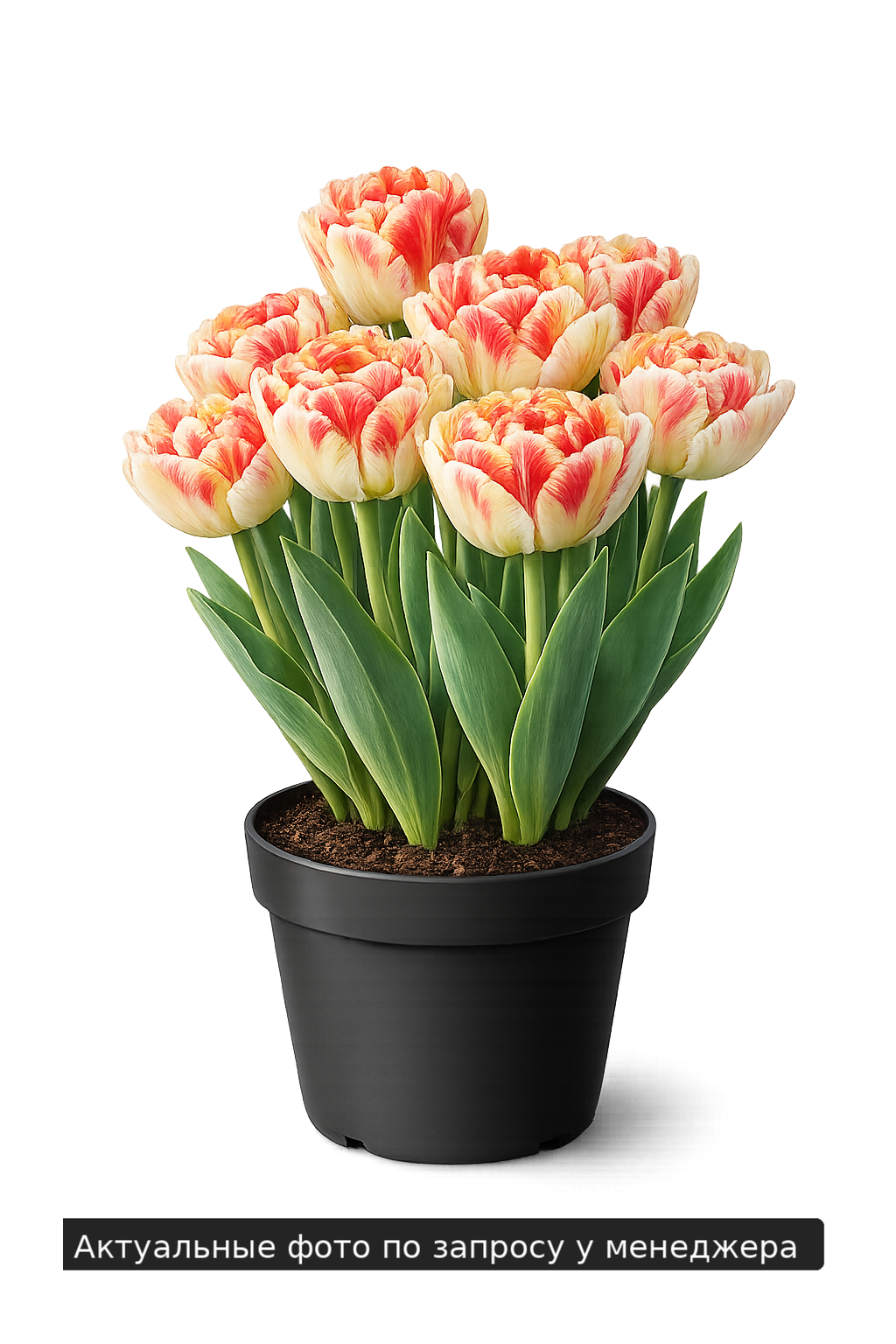 Тюльпан "Гудошник Дабл"