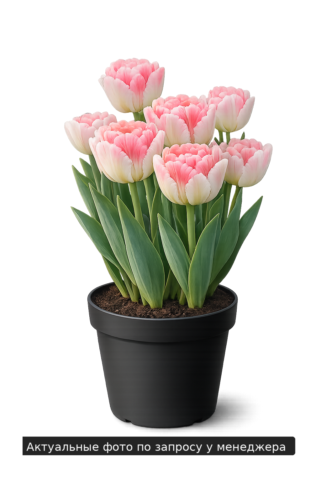 Тюльпан "Фейри Дрим"