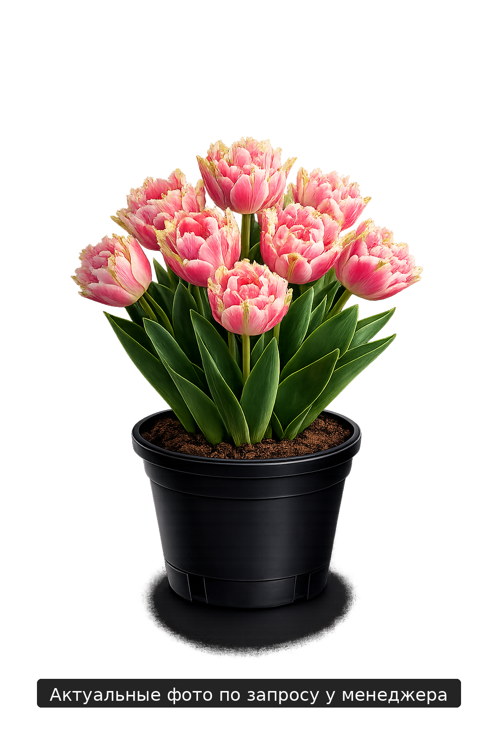 Тюльпан "Элегант Краун"