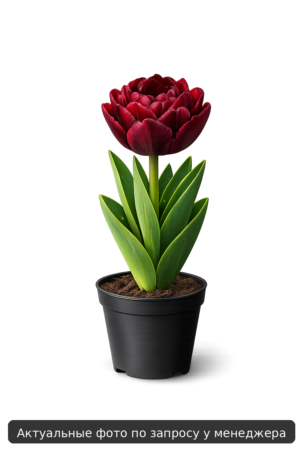 Тюльпан "Дядюшка Том"