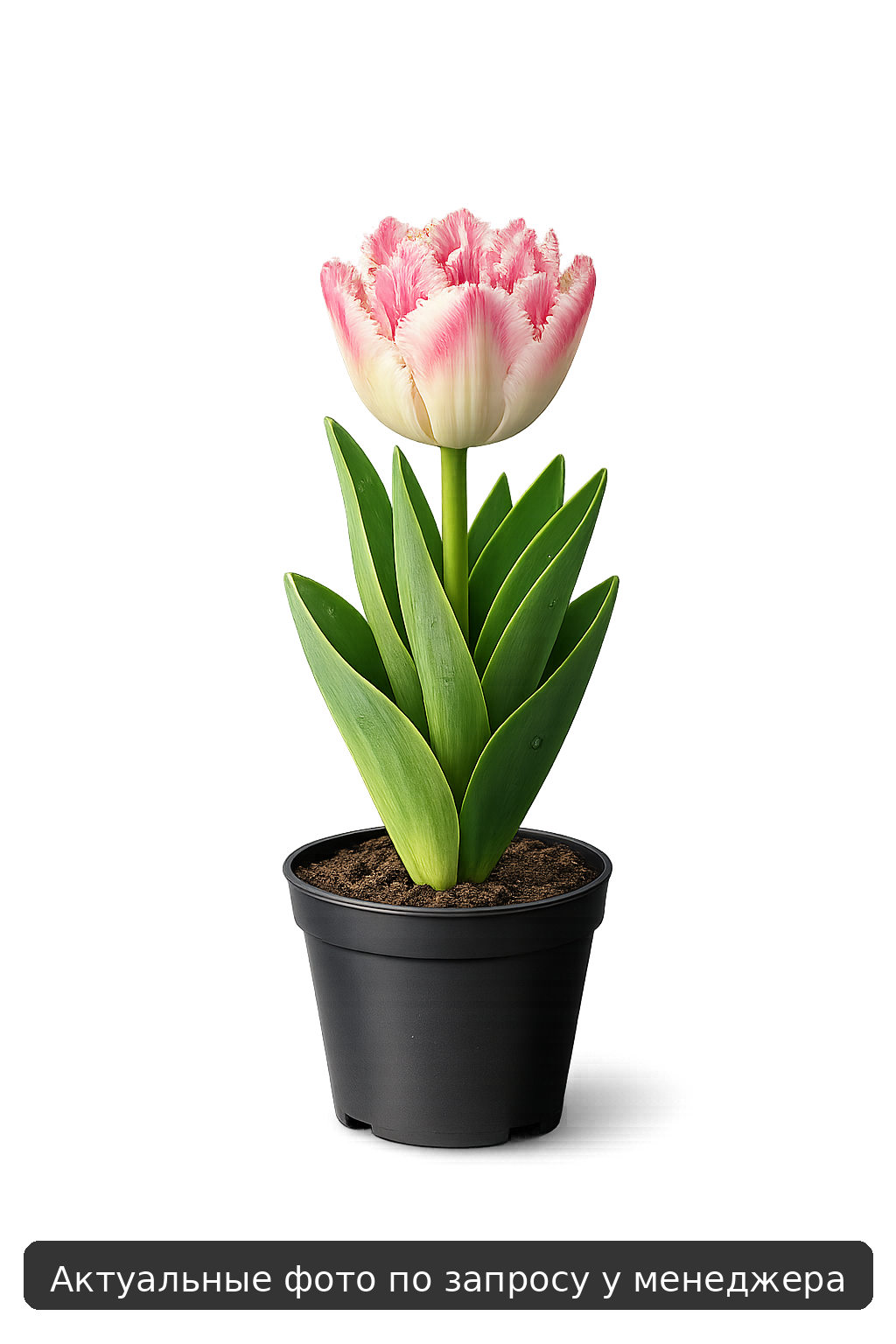 Тюльпан "Ми Амор"