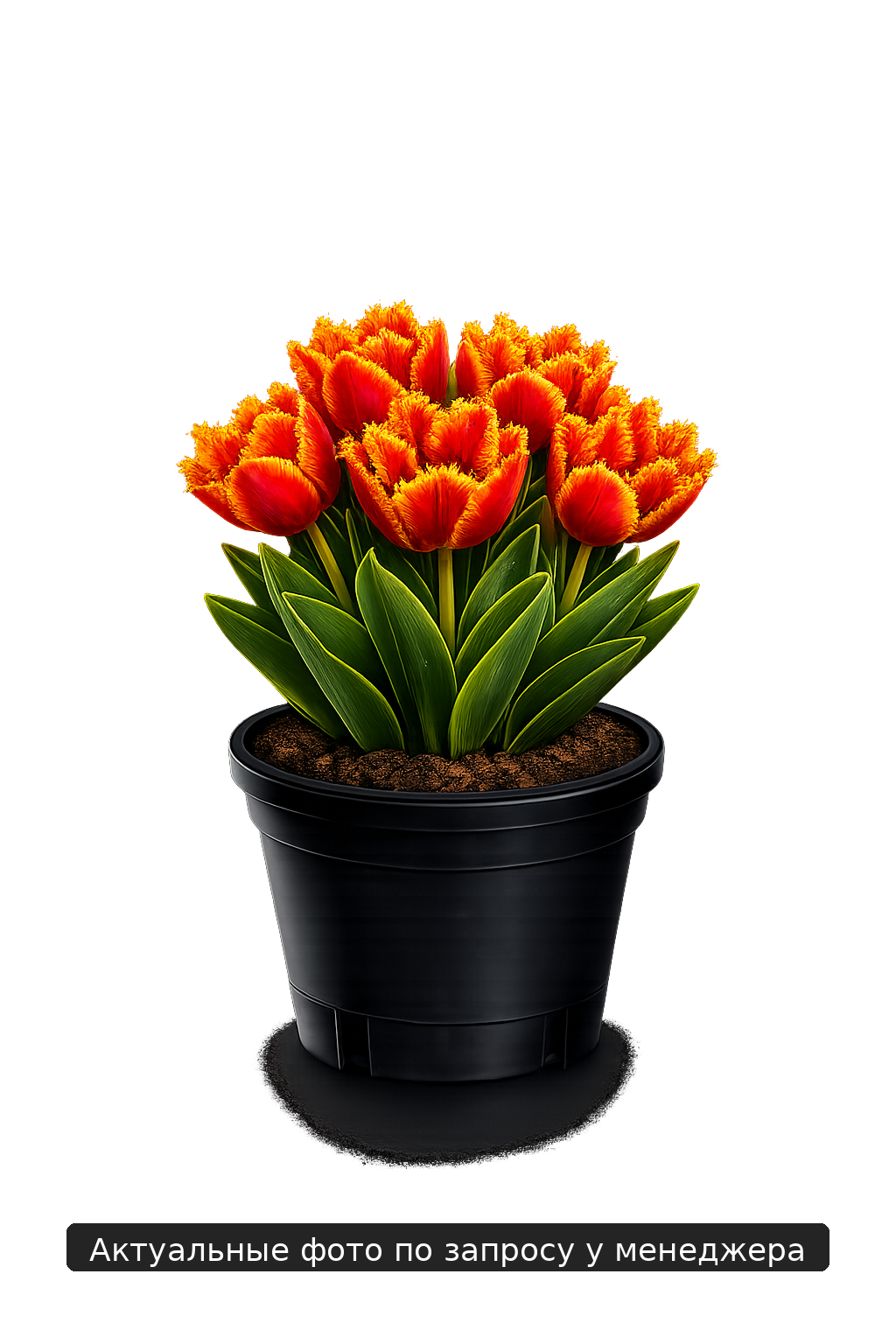 Тюльпан "Меркури"